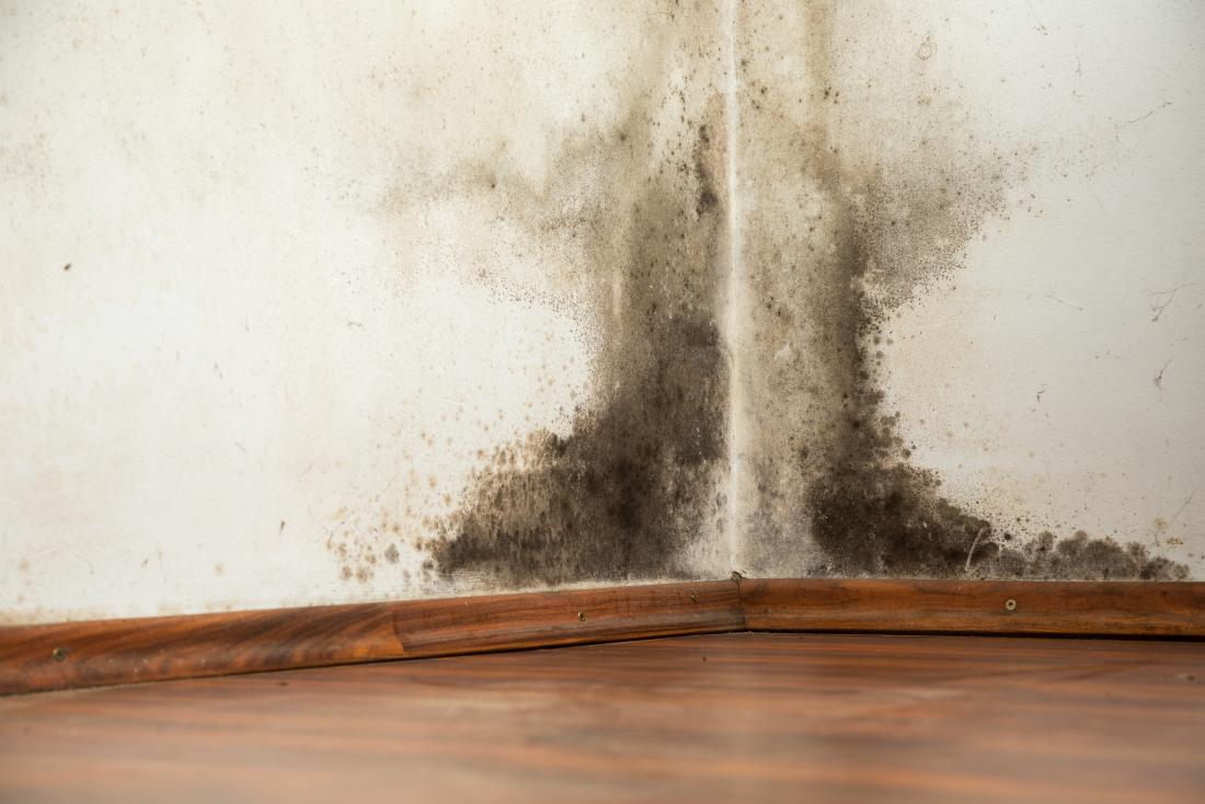 Mold Prevention And Elimination